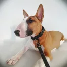 Övcsavar 10x6 mm, fekete nikkel